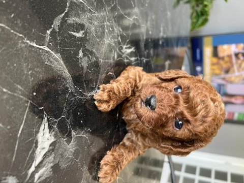 Güzel poodle yavrularımız yeni ailelerine kavuşmak istiyor