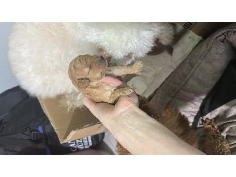 20 günlük toy poodle yavruları