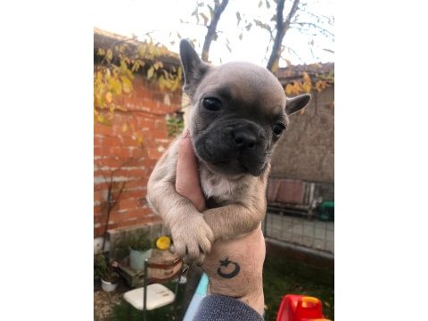 Uygun french bulldog yavrularımız yeni yuvasına hazır