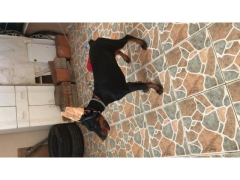 Çok akıllı dost canlısı safkan doberman