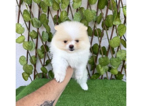 Pomeranian boo 4 dişi 1 erkek