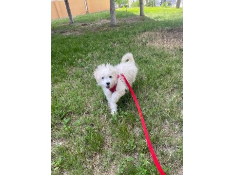 Maltese terrier 5.5 aylık aşıları tam