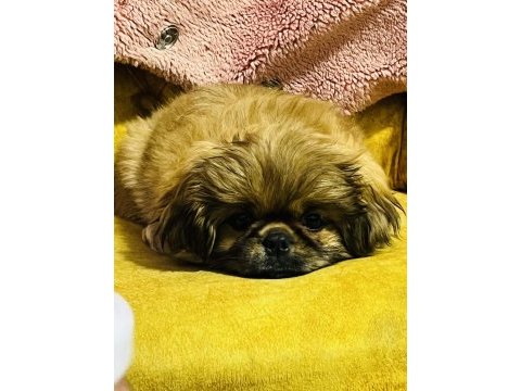Safkan çin pekinizi 3 aylık