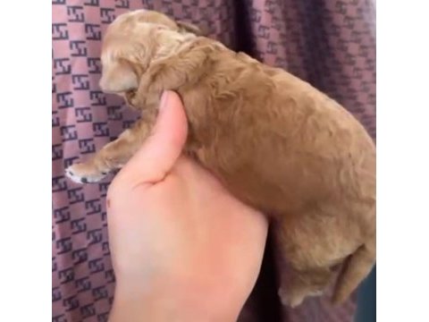 Safkan toy poodle yavrular
