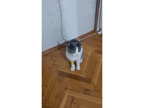 Kedimizin kuyruğu yok kucaktan inmiyor yuva arıyoruz