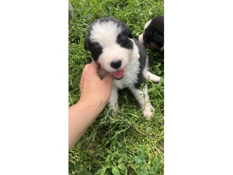 Border collie yavrular