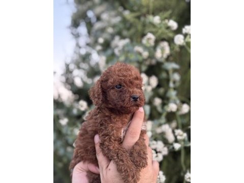 Ruhsatlı köpek çiftlinden red poodle yavrular