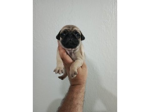 Pug mobs bebekler