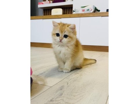 Safkan ny12 british shorthair