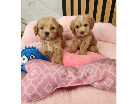 Maltipoo  yavrularımız 