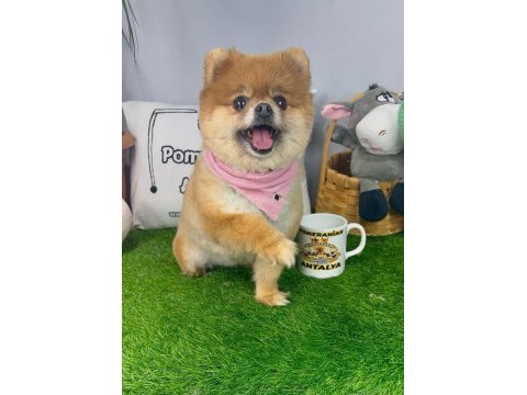 17 aylık dişi orijinal kızanda pomeranian