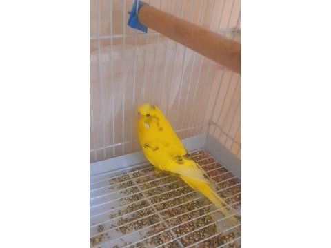 Renk güzeli parçalı sarı erkek kuşumuz