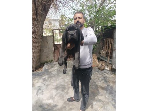 Fcı/kıf a class şecereli show kalitede cane corso yavrular