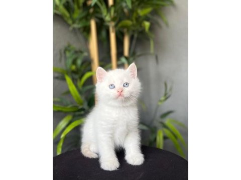 Mavi gözlü brıtısh shorthair yavrularım 