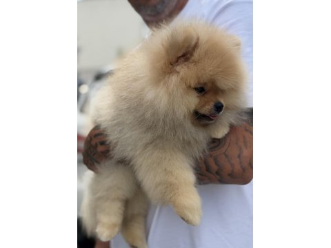 Üst düzey show kalite pomeranian boo