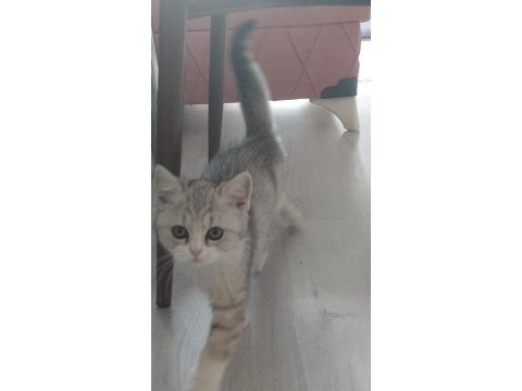 2,5 aylık british shorthair
