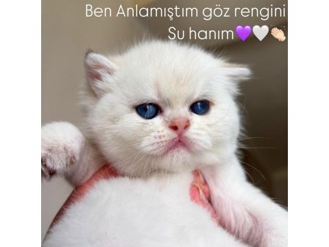 Erkek british longhair kedim