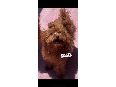 Safkan kore teacup toy poodle
