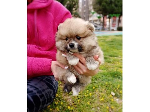 Pomeranian spitz yavruları