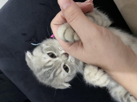 Scottish fold 6 aylık