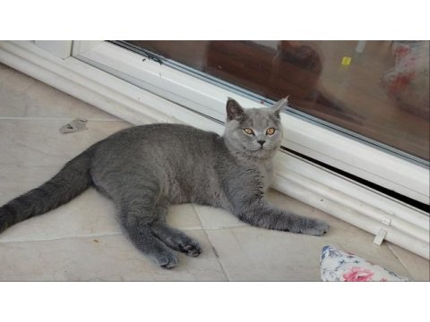 Erkek cana yakın oyuncu british shorthair