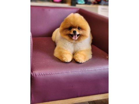 Muhteşem pomeranian boo