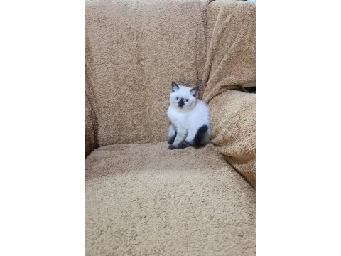 British shorthair çikolata point kızımız
