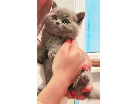 British shorthair yavru