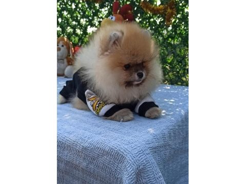 Orijinal pomeranian boo