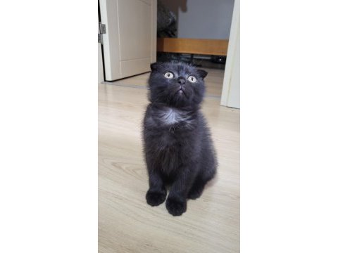 Scottish fold black tabby baby