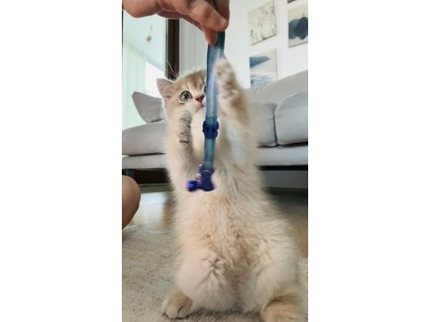 Çocuk dostu british shorthair boddik