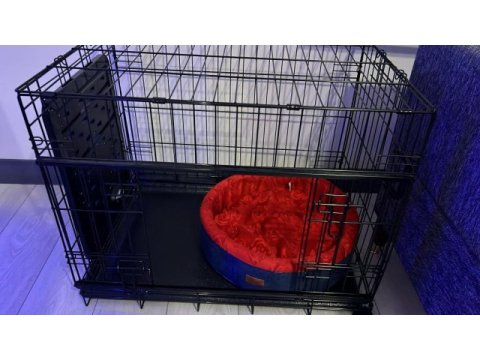 Orijinal ırk 3 aylık erkek pomeranian