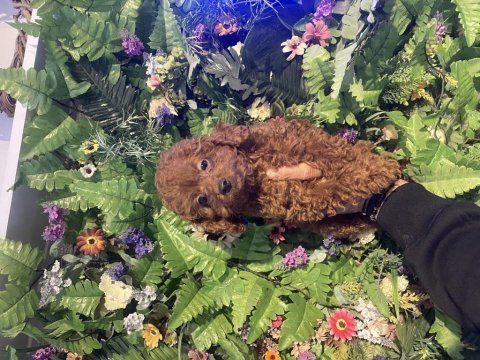 Efsane yavru poodle köpeklerimiz
