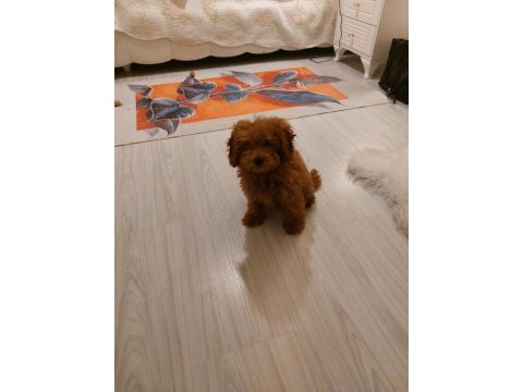 Erkek poodle ankara 2 aylık