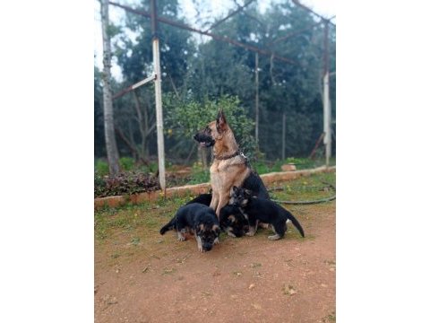 A şecereli safkan alman kurtlar