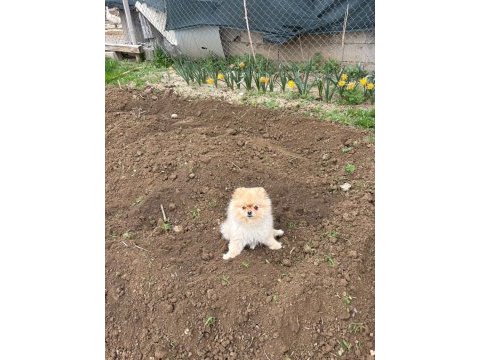 3 yaşında full evcil eğitimli ayı surat pomeranian