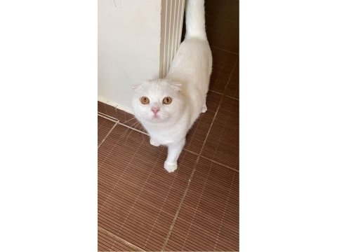 A kalite pamuk scottish fold oğlumuz