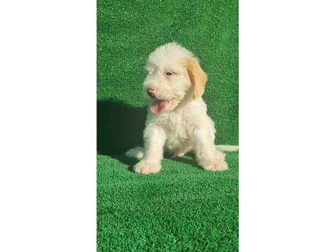 Maltipoo erkek ve dişi bebegim