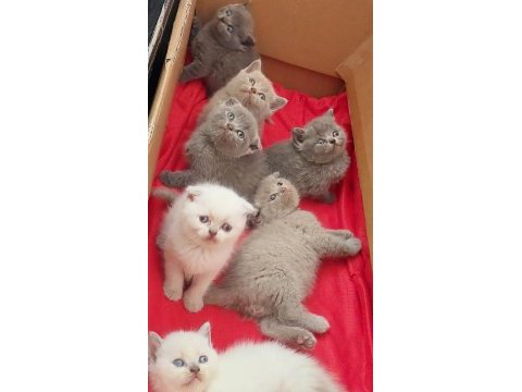 Scottish fold prensesler.ilan açıklamasını okuyunuz