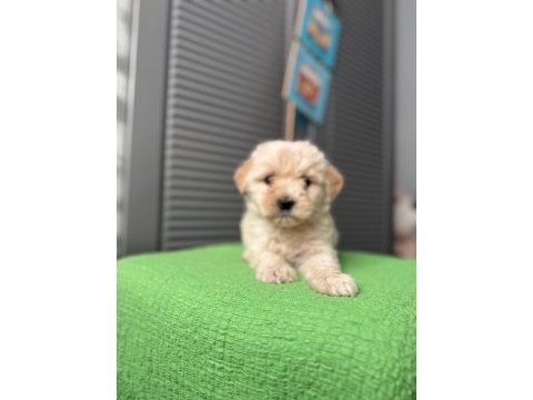 Güzeller güzeli maltipoo