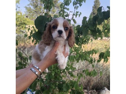 Ev ortamından biblo gibi cavalier king charles bebek