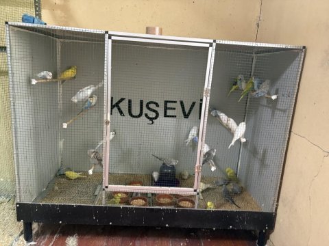 Genç muhabbet kuşlar