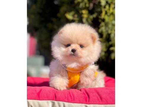 Yavru köpeğimiz pomeranian boo
