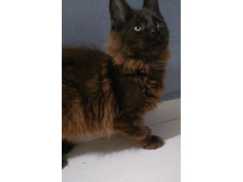 Safkan minik dev maine coon