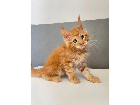 Mainecoon 2,5 aylık erkek red 