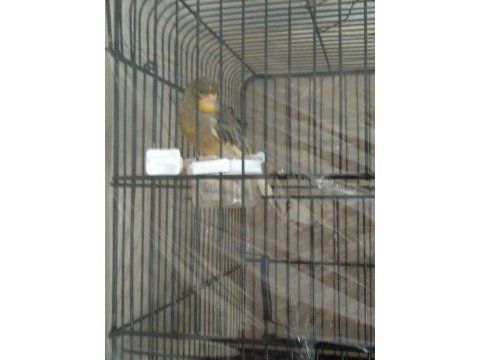Kanarya gloster