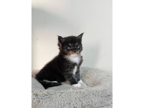 Xxl black and white maine coon yavruları şecereli