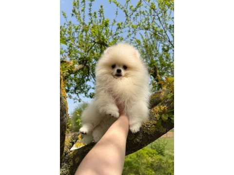 Safkan pomeranian boo yavruları