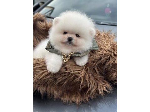 Üst kalite ayı surat pomeranian boo yavrular