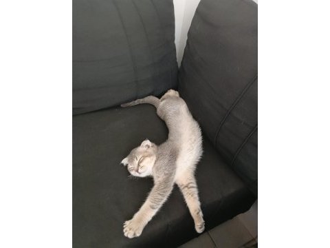 Scottish fold kedim 4 aylık sahibini arıyor